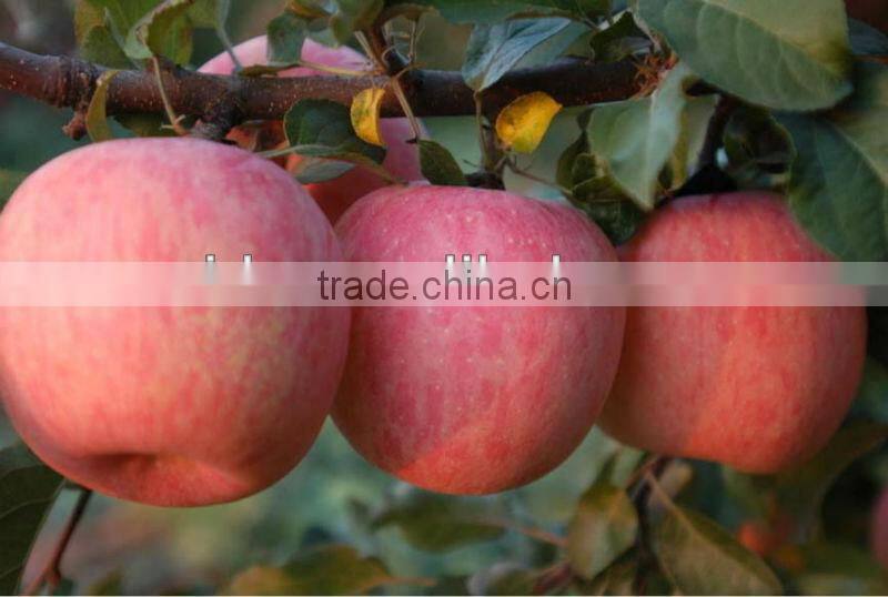 Liquid Fertilizer Amino Acid +Boron + Calcium