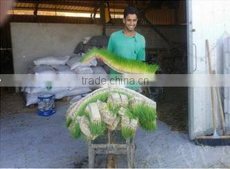 barley bud seedling machine/green grass growing machine/pasture grow machine on sale