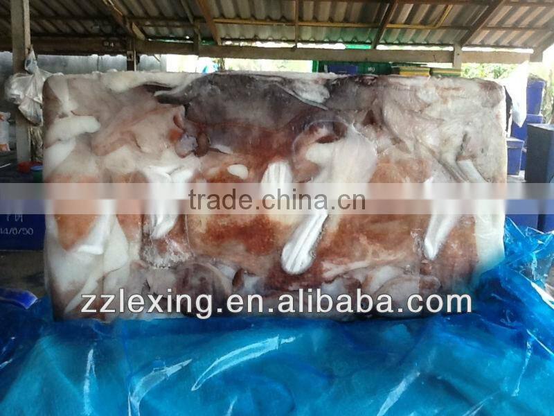 frozen giant squid