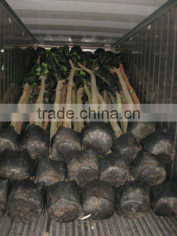 Ficus Religiosa landscaping project trees