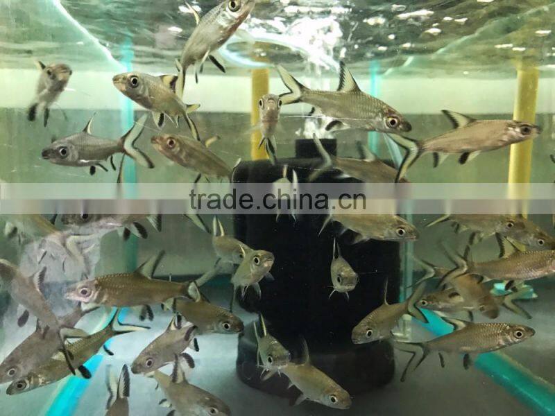 Silver Shark Live Aquarium Fish from Thailand