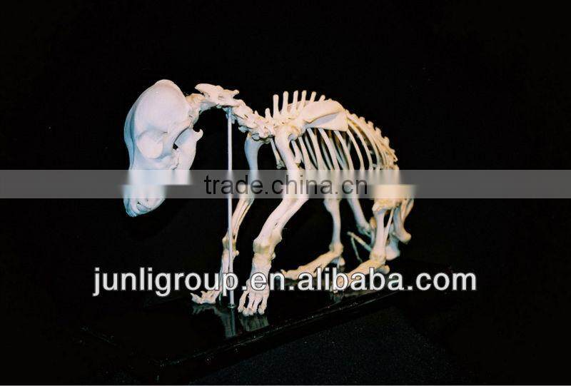 JLDF-G-0019 Life Size Museum Quality Dog Skeleton