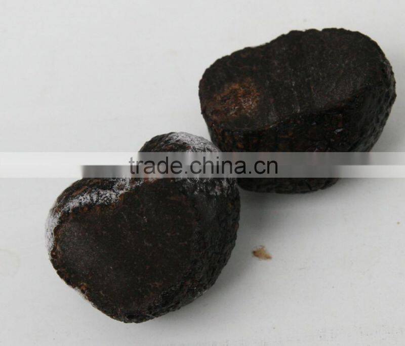 fully mature fresh wild black truffle mushroom