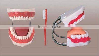 pathology Transparent teeth model