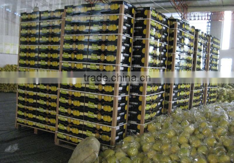 fresh fruit pomelo/big pomelo /grape fruit