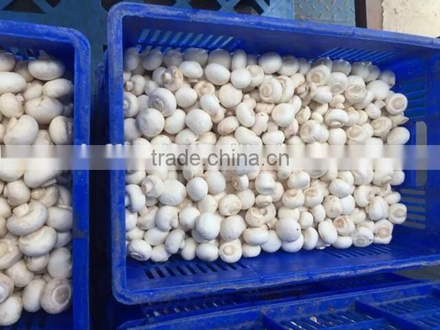 wholesale frozen champignon mushroom