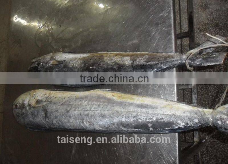 chinese sea frozen whole round mahi mahi fish