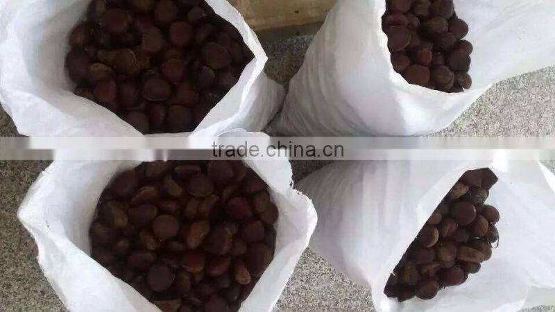 Sweet Chestnut , organic / common