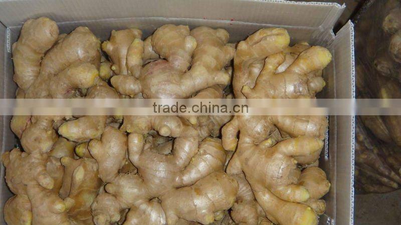 Fresh mature ginger