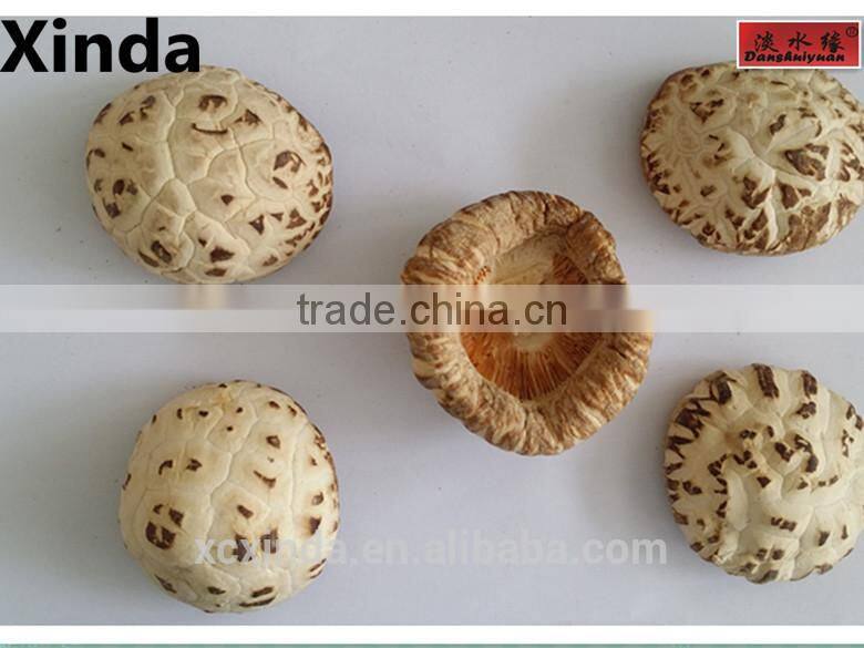 A Grade Dried Flower Mushroom