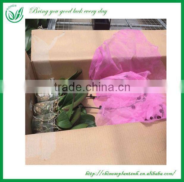 Living Plants Bonsai