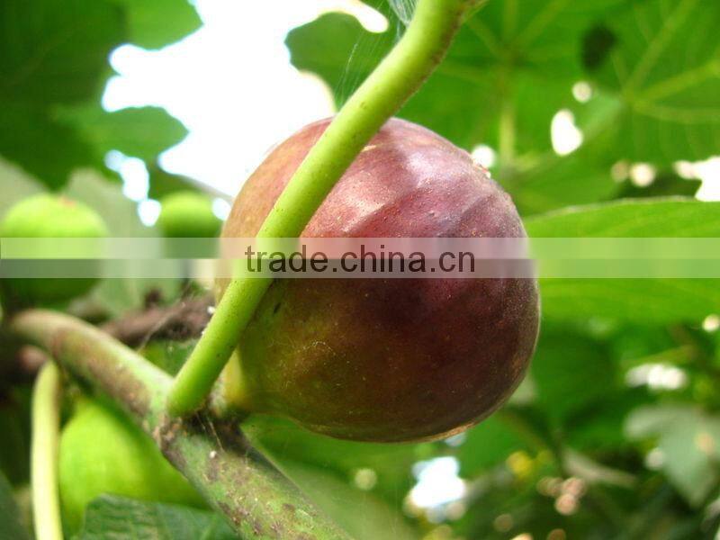 Fig Multiple layer continuous type mesh belt dryer