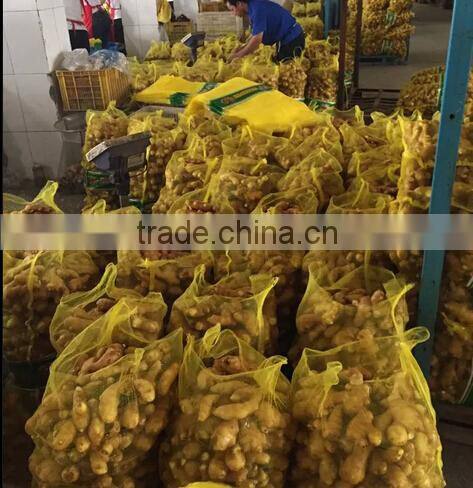 Fresh Ginger supplier