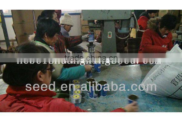 M11-03--planting sweet melon hybrid seed f1