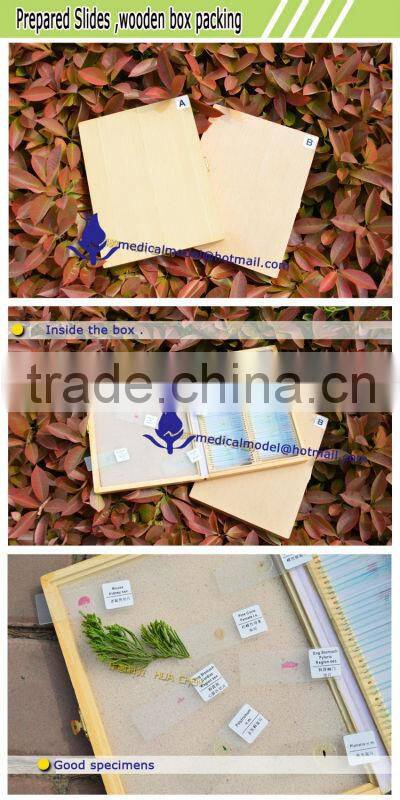 Microorganisms microscope slides