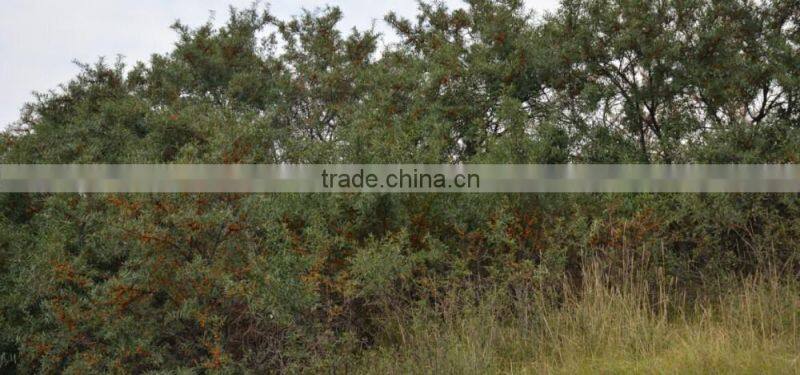 High-quality seabuckthorn fruit oil,essential oil, wild plant oil