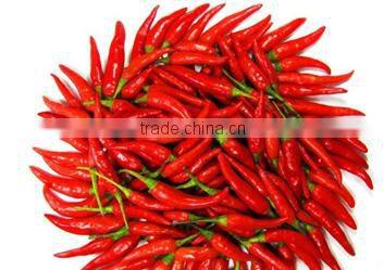 Chilli Teja-with Stem