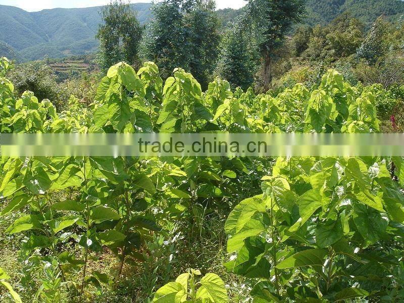 Morus alba L seedling