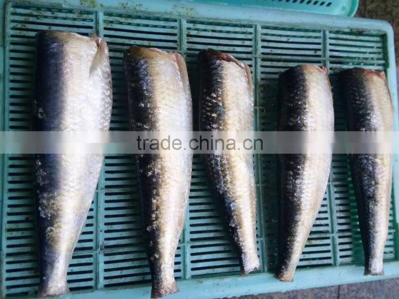 frozen Sardine HGT with competitive price China origin