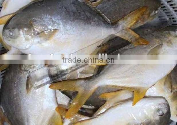 High Quality Frozen Golden Pomfret Fish