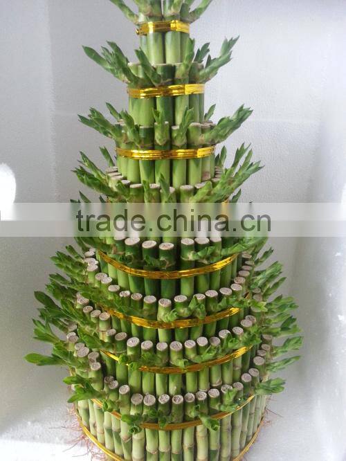Lucky bamboo ( Dracaena Sanderiana)