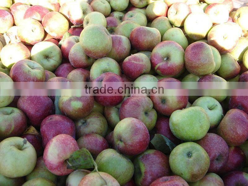 new crop Jiguan Apples,Small apples,low price