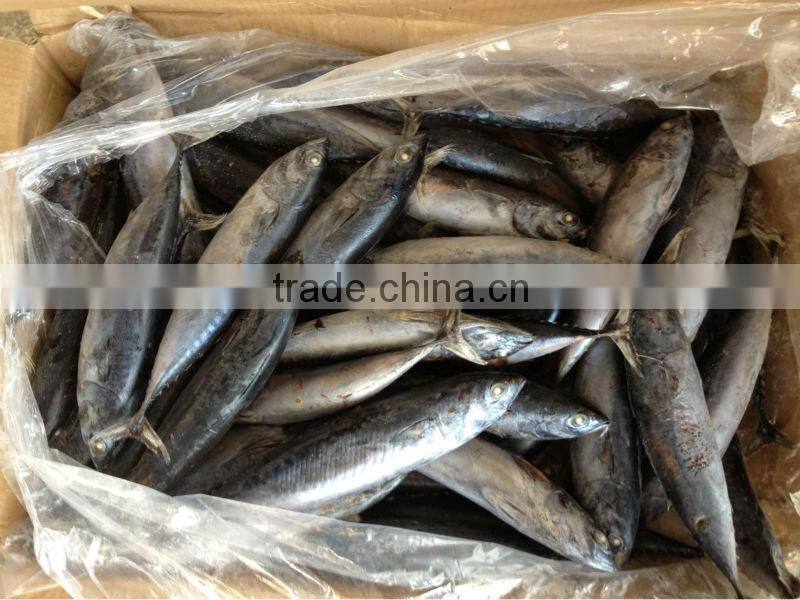 2016 frozen bonito 6-8pcs/kg for canned/market