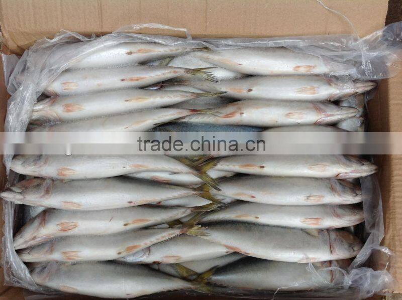 Whole round frozen food mackerel fish 6-8pcs/kg newly caught for market