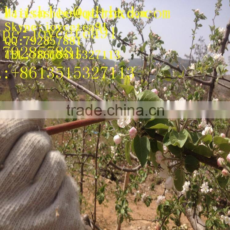 Apple Fuji India Pakistan Southeast Asia Europe UAE south africa