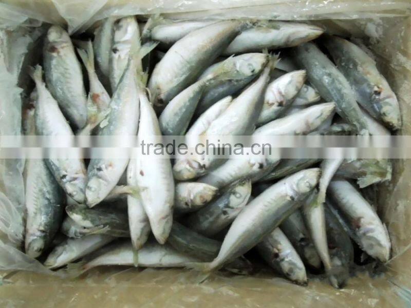 New landing Frozen Round Scad small eye horse mackerel For Tuna Bait