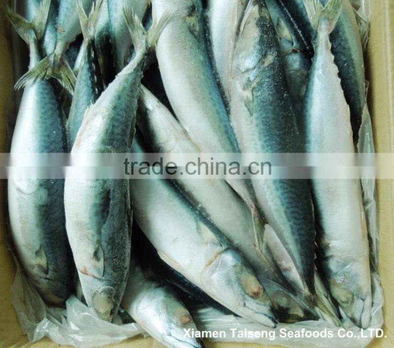Pacific Mackerel Fish Whole Deep Frozen