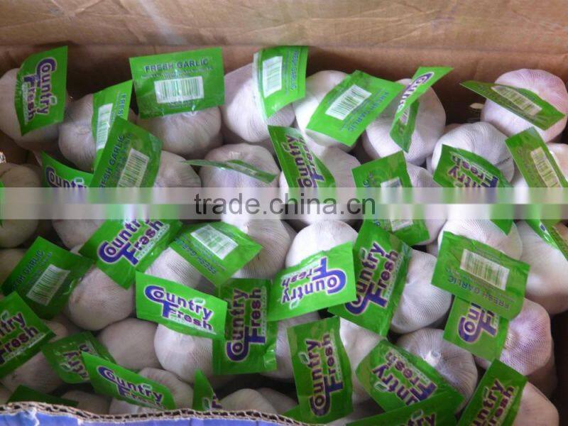 (NEW) 2015 China Fresh Garlic With High Reputation at Abroad
