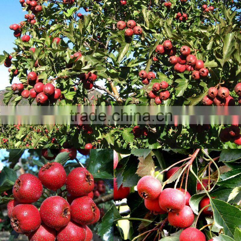 Freeze dried fruit powder,Freeze dried hawthorn berry powder