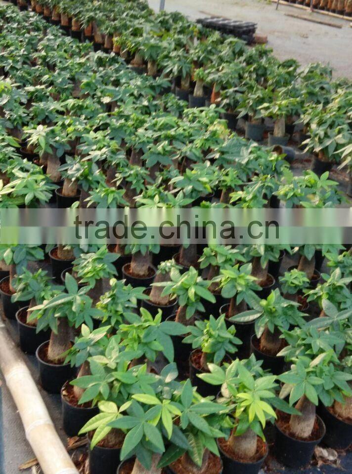 Green Plants Ficus Ginseng Bonsai