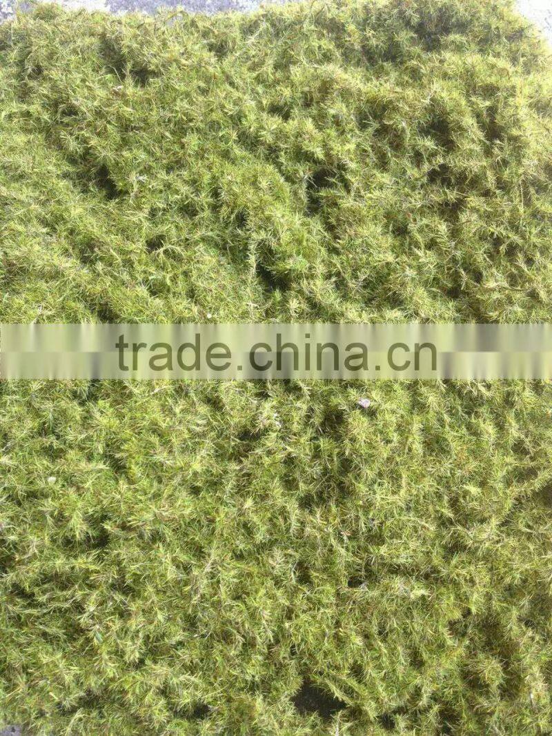 20cm*25cm decorative home decor artificial moss landscaping factory vertical green concrete steel wire mat wall pieces ZM09 2304