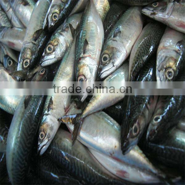 fresh seafood and frozen mackerel fish for sale