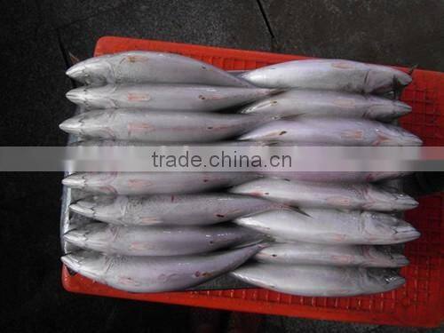 2016 Frozen Seafish Pacific Mackerel From China