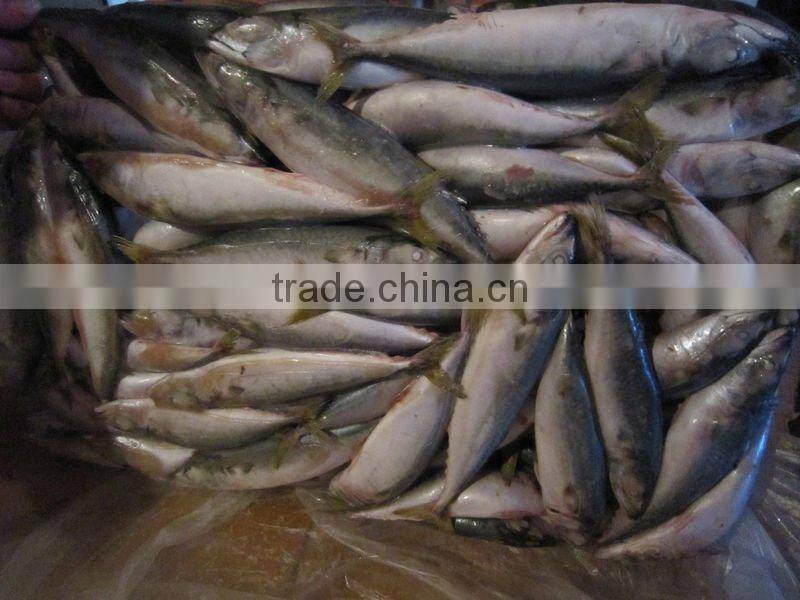 FROZEN MACKEREL fish(BQF) NEW ARRIVAL