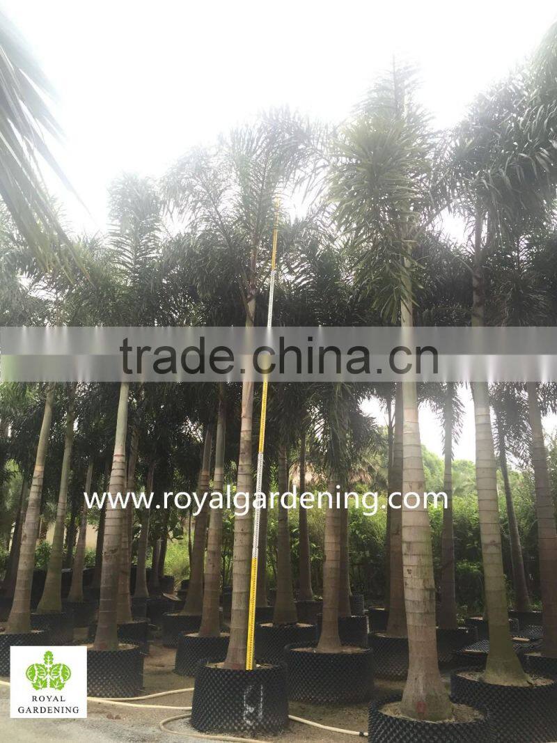 Wodyetia bifurcata ( Foxtail palm ) palm tree high 3-6m