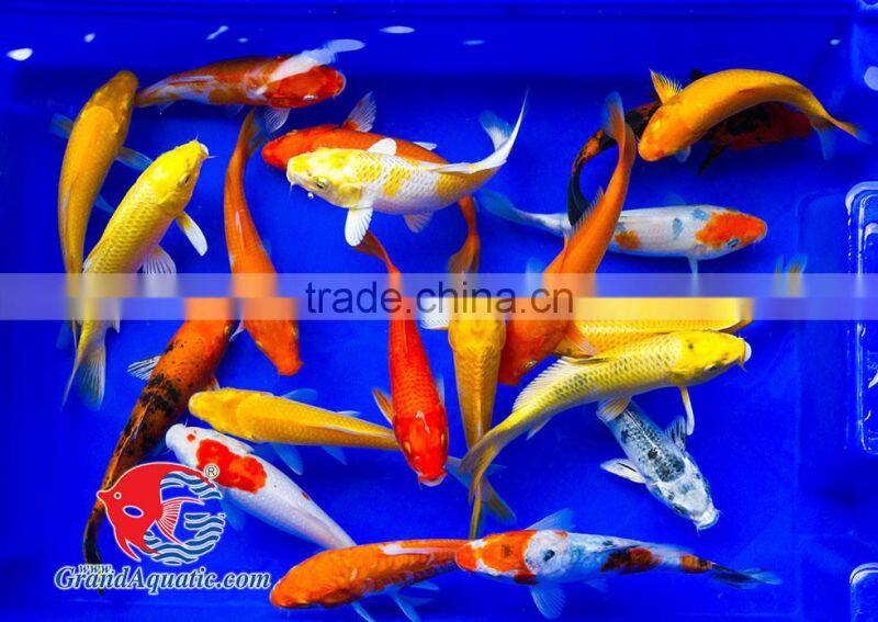 Koi fish bleeding farm and export from Thailand