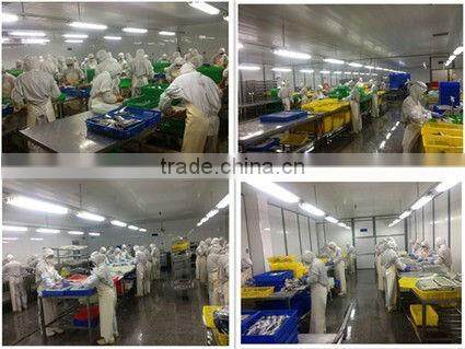 frozen tuna can fish