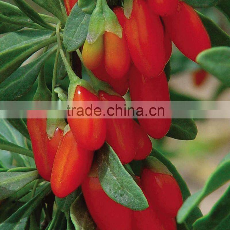 Ningxia Famous Goji Berry Powder with Best Quality