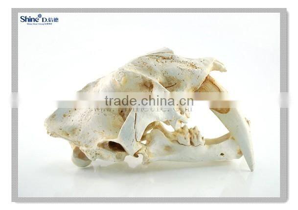 decorative resin craft mini cute dinosaur head fossil animal skull