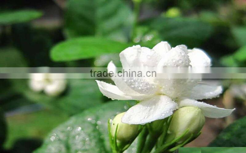 Jasmine Essential Oil 100% Natural |100% Pure Jasmine Oil | Ruh Chameli Oil