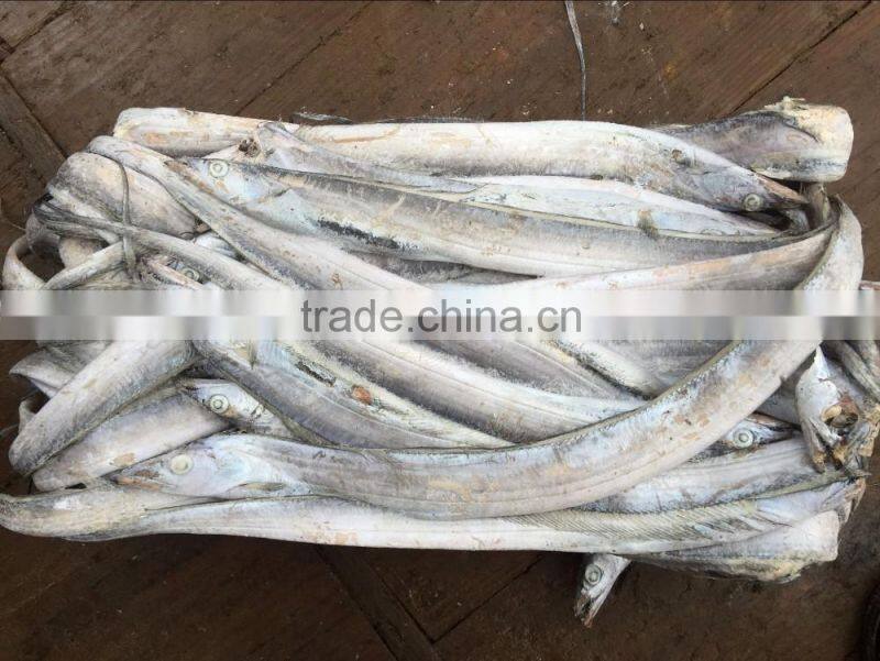 Good quality of Frozen Ribbon Fish 120-300g