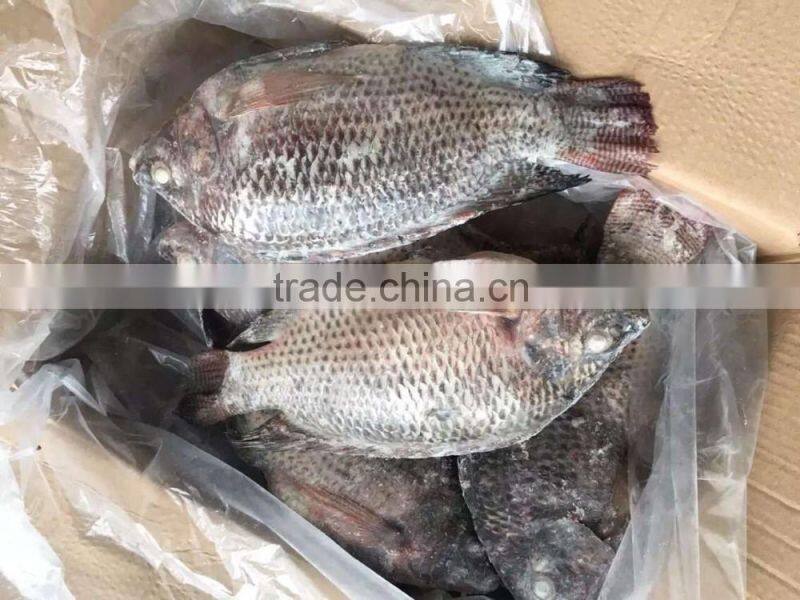 Good quality and hot sale Frozen Tilapia fish (Oreochromis Niloticus)