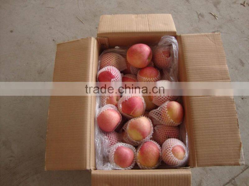Fuji Apple/Fresh Apples/70MM, 75MM, 80MM,85MM UP