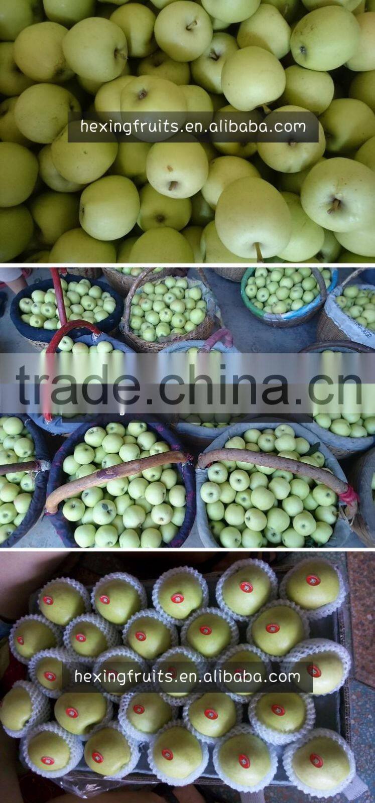 Fresh Green qinguan Apple