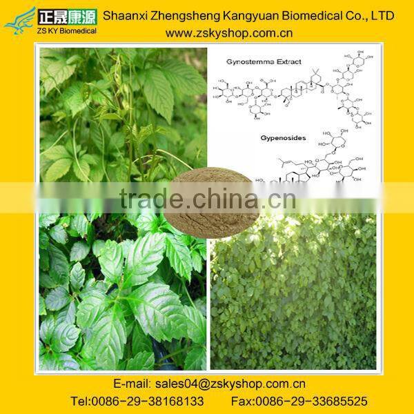Herbal Medicine Gynostemma Pentaphyllum Extract