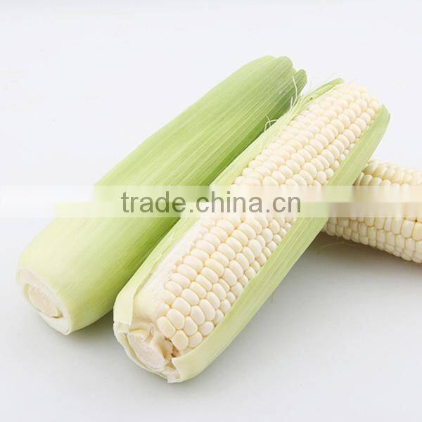 NCO02 Nuomi hybrid white best corn seeds